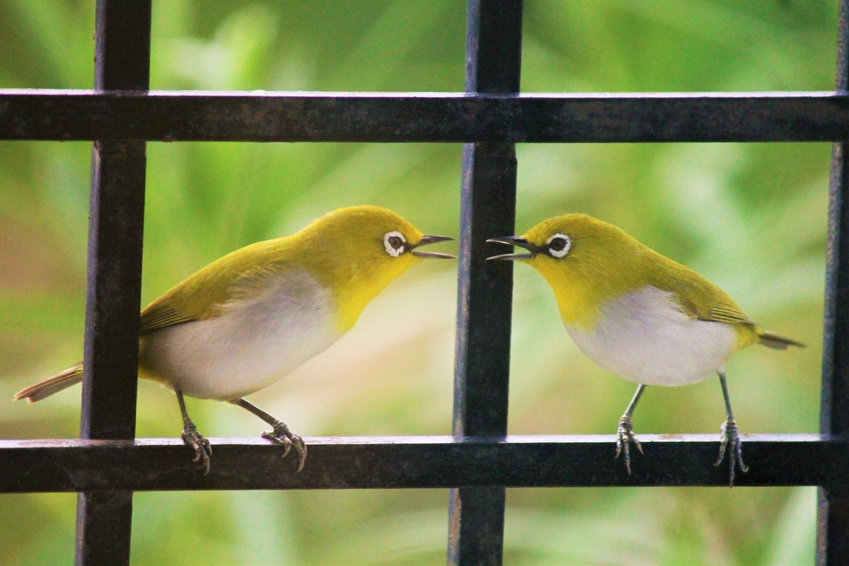 joshirajan155's tweet photo. #goodmorning , Beautiful #orientalwhiteeyes on my room's window..
#wildlife #worldfrommywindow #wildlifefrommywindow #window #Gujarat #india #nature #naturelovers #naturephotographyday #birds #BIRDSTORY @ParveenKaswan @NatureIn_Focus #photographylovers https://t.co/DJIPW8BJzB