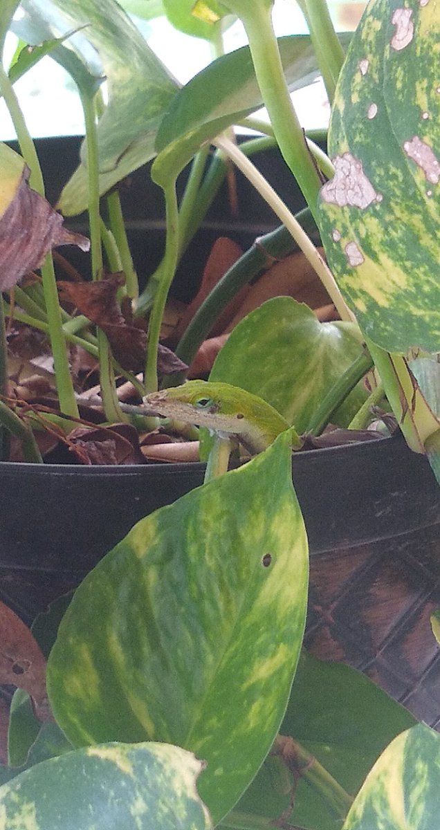 lfficarro's tweet photo. He comes to the porch everyday - he's a pet, and we love him #greenanoles #lizards #coolanimals #reptiles #outdoors https://t.co/n3NkQmQOws