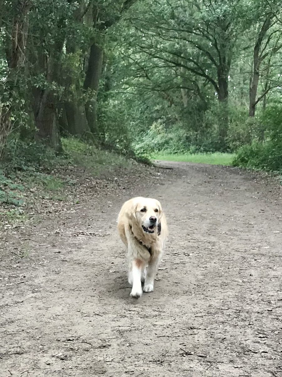 JohnnySwaters's tweet photo. #Heerlijke #ochtendwandeling in #Beesel. #Vrolijk #gefluit van de #vogels en je ruikt #lekkere #appelstroop van https://t.co/1VdxSxOFm0 https://t.co/NDiTAZ42a6