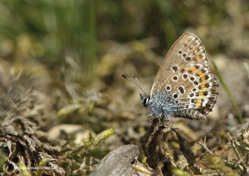 WildlifeTrusts's tweet photo. Who's ready to count some butterflies?🙋🦋 @savebutterflies's #ButterflyCount kicks off today - so what are you waiting for? Get counting!🦋 More info 👉 https://t.co/QCAARwlEKv https://t.co/nohOow7e6w