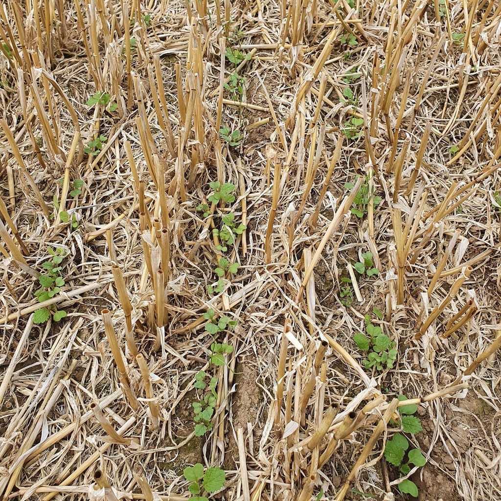 ALWB_de's tweet photo. Unsere in Direktsaat nach Gerste ausgebrachte Zwischenfrucht beginnt ihre Arbeit für den Trinkwasserschutz. #landwirtschaft #rheinsiegkreis #trinkwasserschutz #direktsaat #zwischenfrucht https://t.co/K2lKT2O54G https://t.co/hJDd7YrVk5
