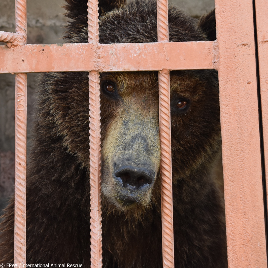 IAR_updates's tweet photo. BECOME A FREEDOM FUNDRAISER TODAY!

We rescued these bears from truly horrific conditions. They are now safe in our care, but there are so many more bears out there that need our help. 

Become a Freedom Fundraiser today and help end the cruelty:

https://t.co/pezspdcPJC

#bears https://t.co/XyDM0uhIzM