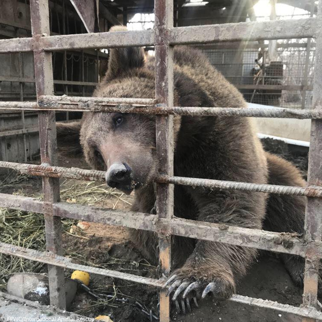 IAR_updates's tweet photo. BECOME A FREEDOM FUNDRAISER TODAY!

We rescued these bears from truly horrific conditions. They are now safe in our care, but there are so many more bears out there that need our help. 

Become a Freedom Fundraiser today and help end the cruelty:

https://t.co/pezspdcPJC

#bears https://t.co/XyDM0uhIzM