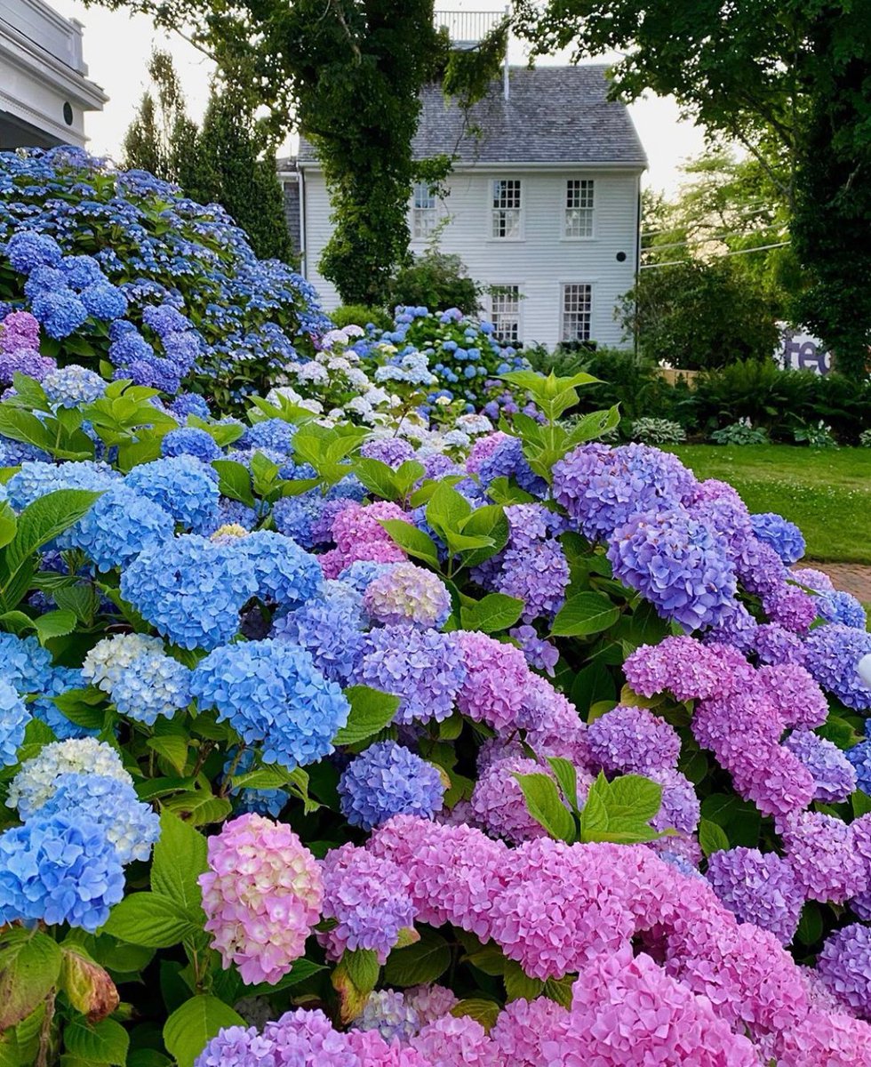 Mycolloseum_com's tweet photo. Blumenmeer 💖💙💖💙
Pic @anantucketsummer
#blumen #flowers #hortensien #hydrangeas #blue #purple #pink #garden #beautiful #summer https://t.co/g5WeOISEJR