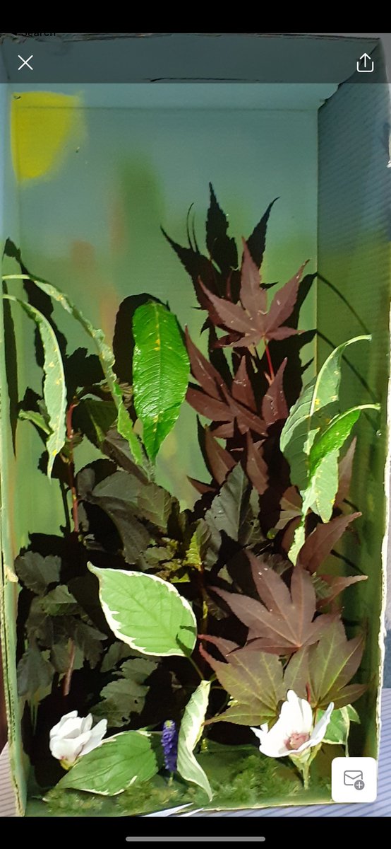 GeogHarper's tweet photo. Another fantastic rainforest in a box from Caiden Johnson in year 7. Caiden has completed all his home learning during school closure and the department could not be more proud 😀🌎 @HarperGreen https://t.co/RLHiTw7UOo