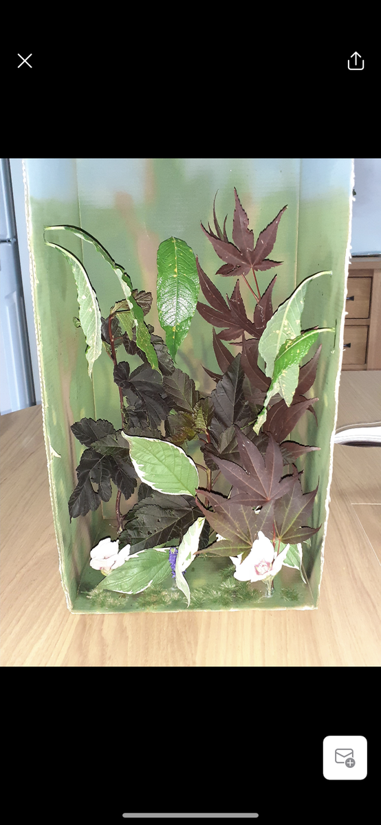 GeogHarper's tweet photo. Another fantastic rainforest in a box from Caiden Johnson in year 7. Caiden has completed all his home learning during school closure and the department could not be more proud 😀🌎 @HarperGreen https://t.co/RLHiTw7UOo
