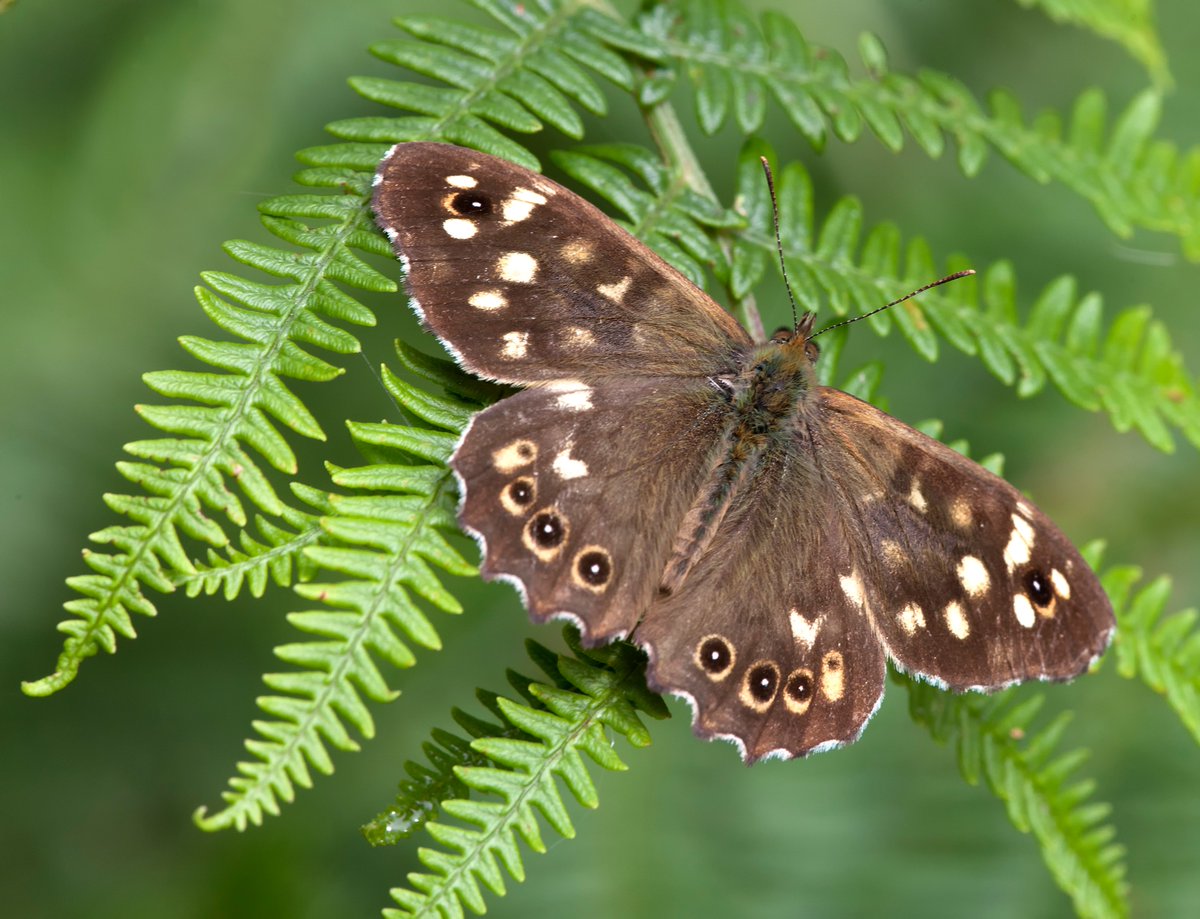 Brancaster NT (@brancasternt) on Twitter photo Today kicks off the <a href="/savebutterflies/">Butterfly Conservation π¦</a> #BigButterflyCount which is a UK wide survey that you can get involved with. Find a nice sunny spot and count all of the butterflies you see in a 15 minute period. Join in and take part until Sunday 9 August >> bit.ly/3jd7gGM Today kicks off the <a href="/savebutterflies/">Butterfly Conservation π¦</a> #BigButterflyCount which is a UK wide survey that you can get involved with. Find a nice sunny spot and count all of the butterflies you see in a 15 minute period. Join in and take part until Sunday 9 August >> bit.ly/3jd7gGM