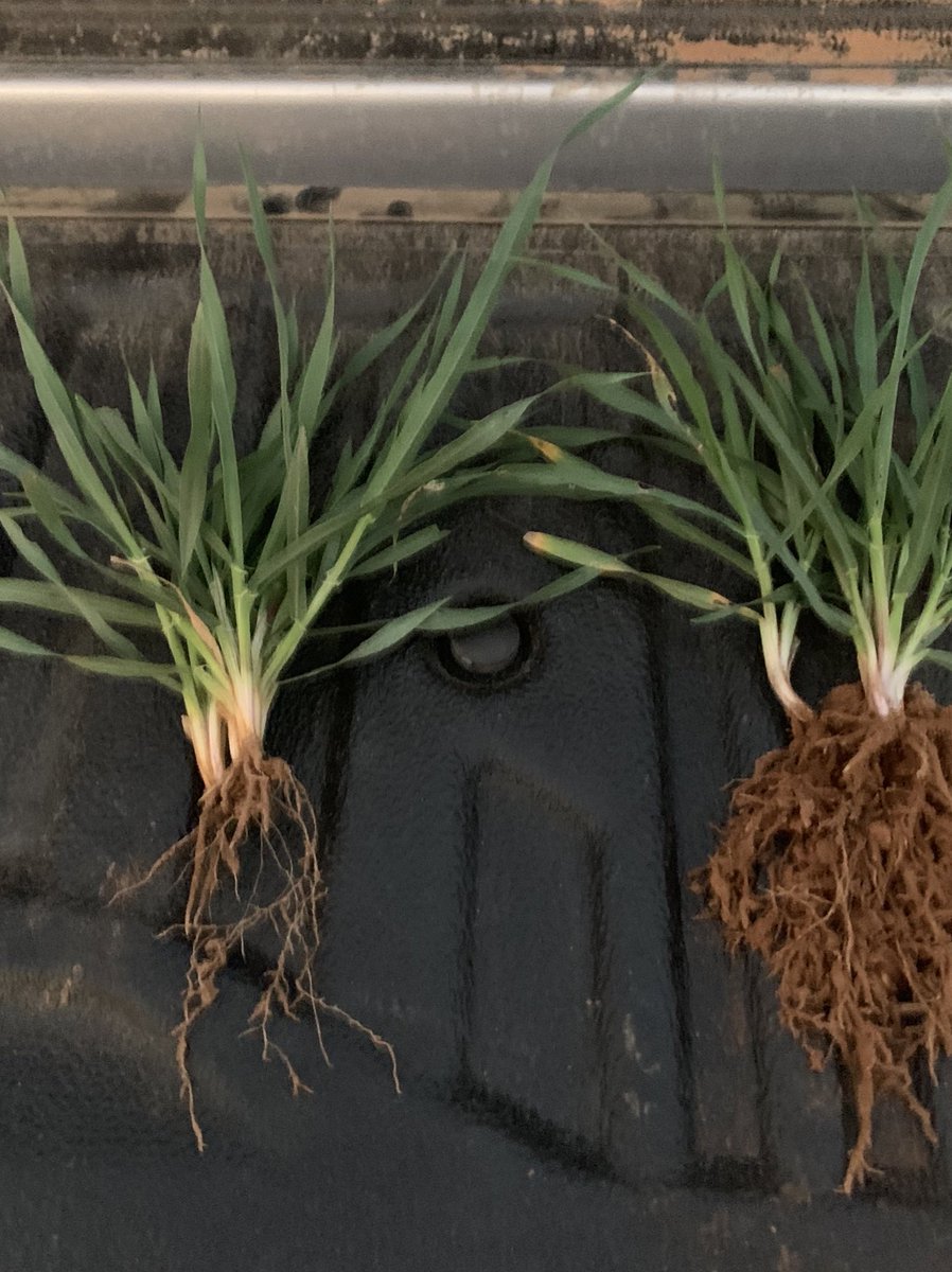 Barley sown 5 days apart
L - Traditional seed treatment (sown first)
R - Biological seed treatment
Are seed treatments impacting your yields? 🤔 #outbackag