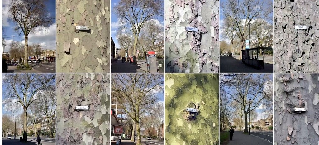 maryhgagen's tweet photo. There's, apparently, a row of London Planes with @NASA astronauts memorialised on them.  The 159 bus route is a good way view them. 💚🌳🤯 Paul Wood's fascinating talk on London #streettrees for #sheffieldtreeweek https://t.co/MTszXZue1Z