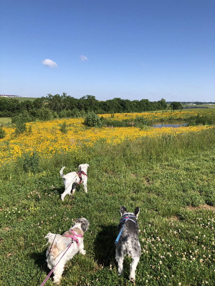 OttoBrahmsEsq's tweet photo. When you live with your best friends and get to experience the world together, nothing could be sweeter #dogpack #lotsofwalks #bffgoals ๐๐โค๏ธ https://t.co/iNaFEbEh8f
