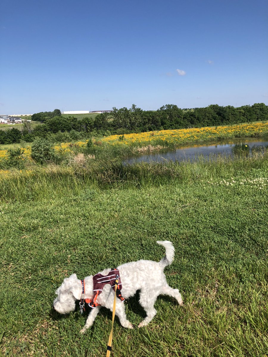 OttoBrahmsEsq's tweet photo. When you live with your best friends and get to experience the world together, nothing could be sweeter #dogpack #lotsofwalks #bffgoals ๐๐โค๏ธ https://t.co/iNaFEbEh8f
