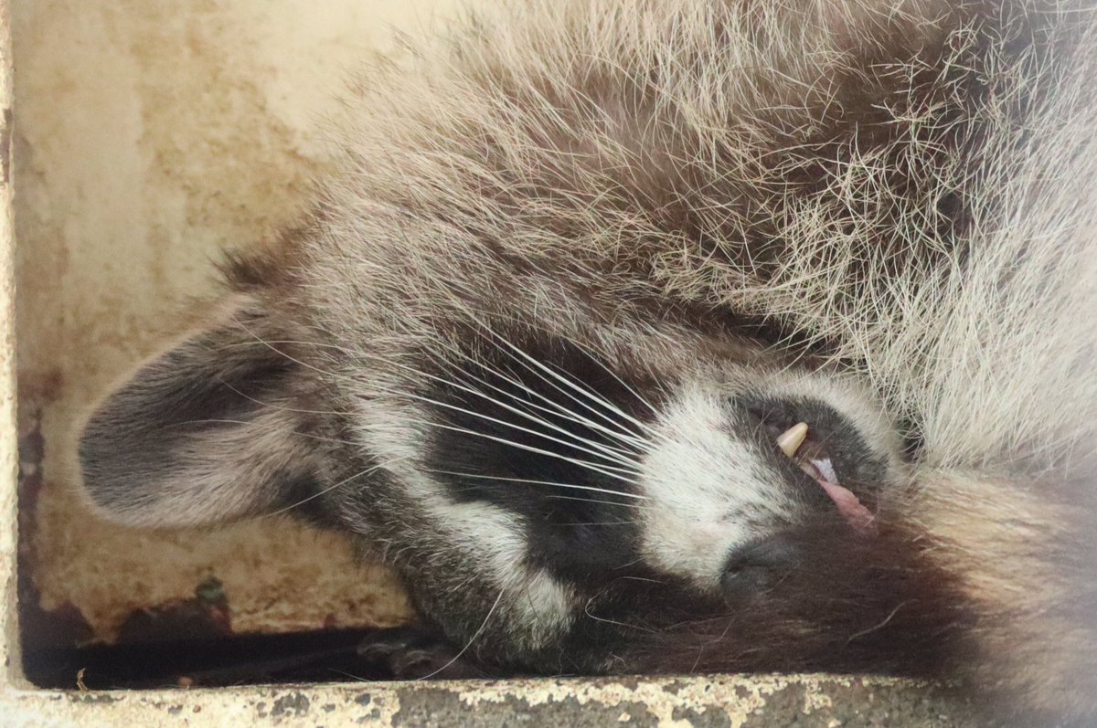 ぱーぷる アライグマの寝顔 07 12 東武動物公園 アライグマ