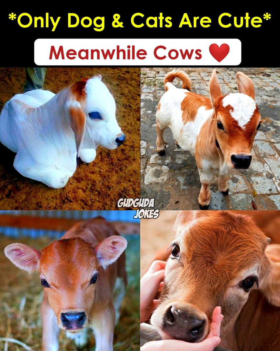 SanatanDharma4U's tweet photo. #GauMata 💐

@SanatanDharma4U 🙏🌺

#EveryLifeMatters 
#EveryLifeIsPrecious 
#BakriLivesMatter https://t.co/cjtOUu5PGS