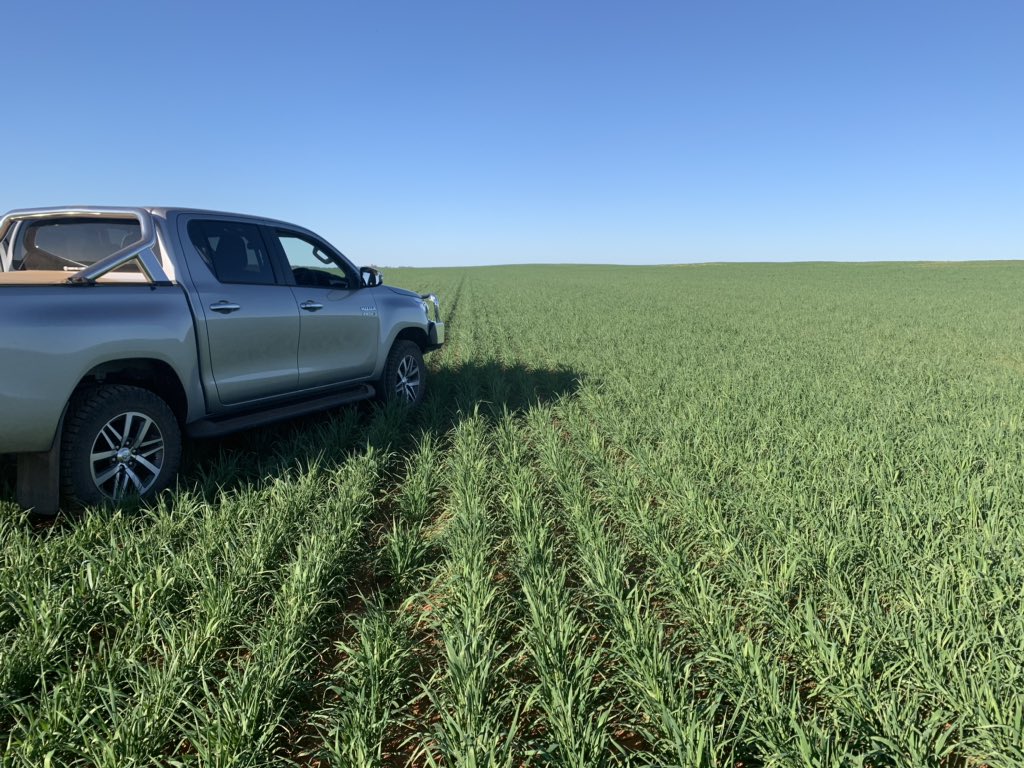 Vampire rye - Moorook SA