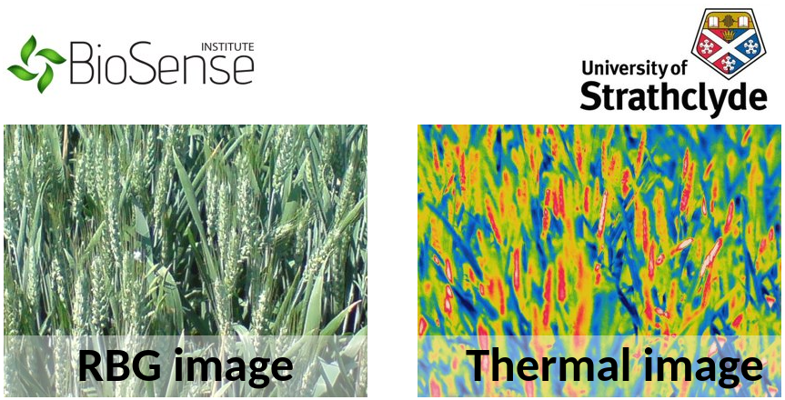 CYBELE_H2020's tweet photo. AI is enabling farmers to better manage crop health and harvest at the optimum time. @EEEStrathclyde are working alongside @BioSenseRS to make it easy for farmers to monitor nutrients, predict crop yield, and detect weeds automatically! @DATADRAGON_EU https://t.co/Mgpbf5ritJ