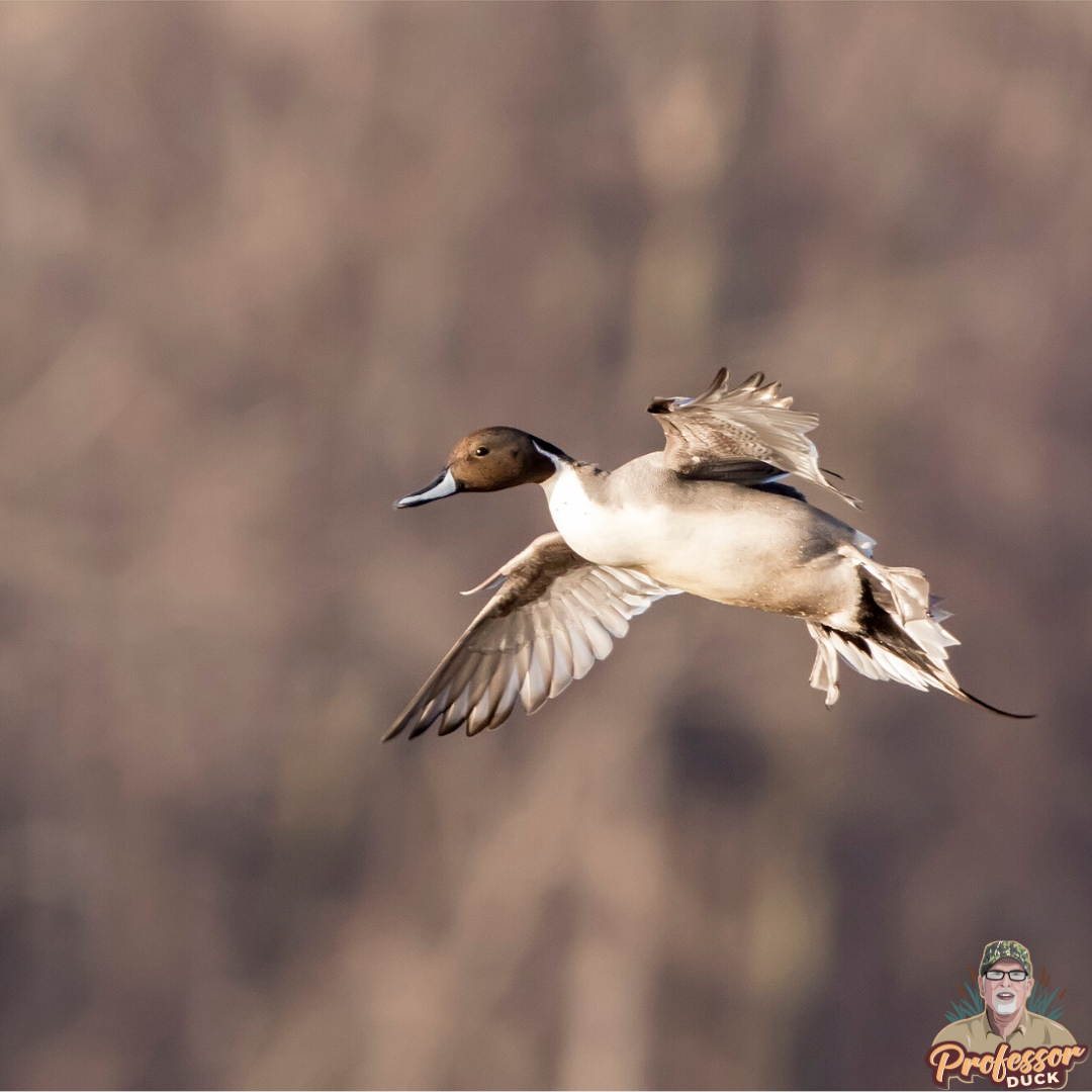 Bull Sprig on final approach...😮
-
-
Be sure to tag us in all of your great waterfowl and bird pics for a feature 👍
-
-
#fowlfriday #northernpintail #pintail #sprigtail #bullsprig #finalapproach #savethesprig #waterfowlid #duckid #duckiq #photography #puddleducks #dabblingducks