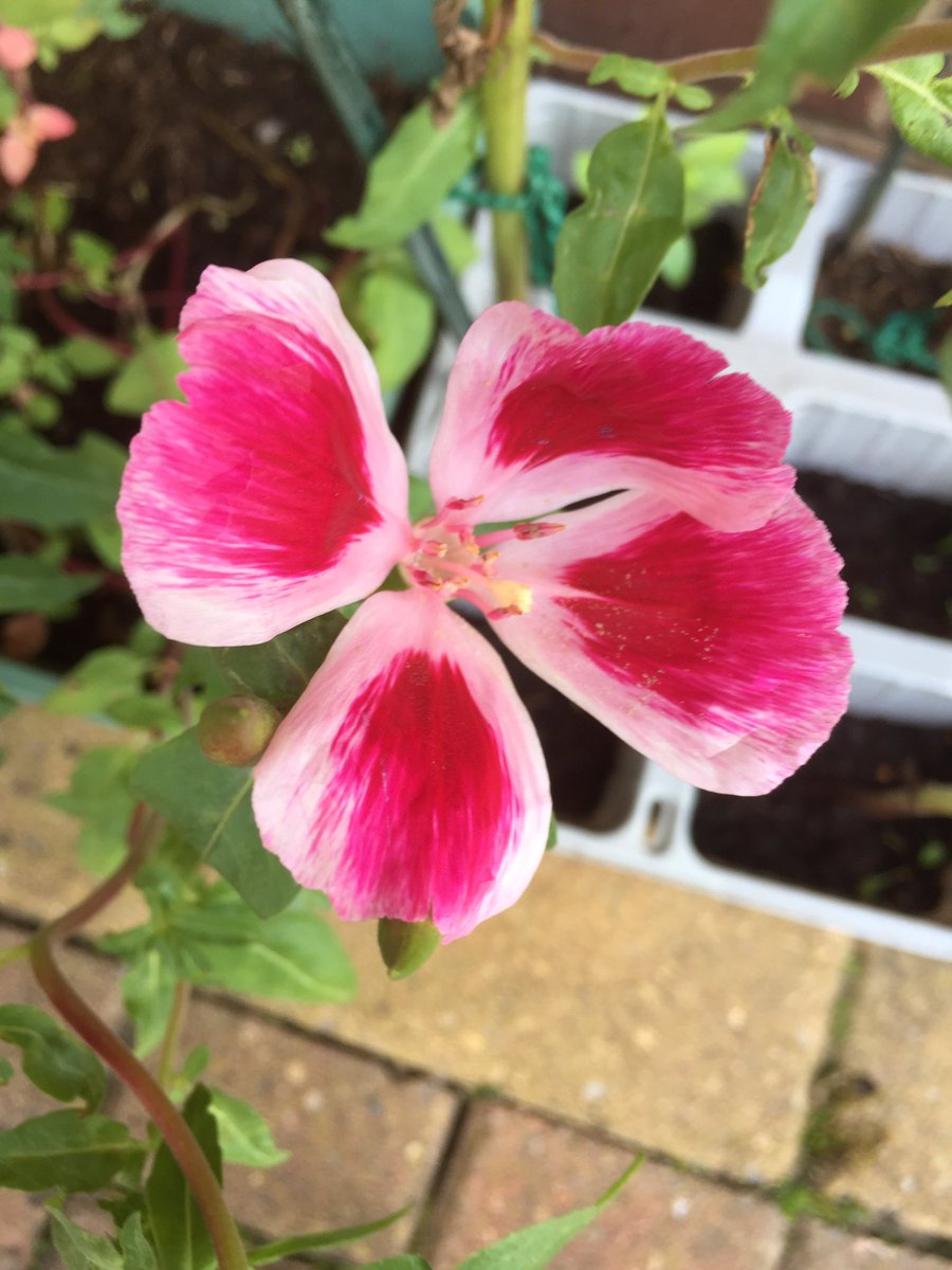 Sharonmoore01's tweet photo. @walmleyjssc @Baker2020Mrs The first one of Sammy’s flowers she’s grown from seeds has opened today 🌷😊 https://t.co/4J4P4mTCVR