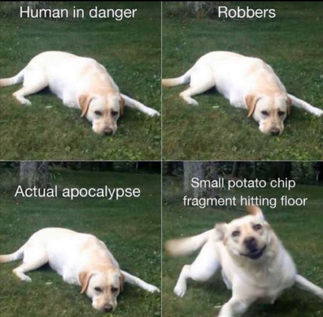 SandCPompey's tweet photo. OK, who has a dog like this? 🤣🤣

#Pets #JustForLaughs #Pompey https://t.co/TgXp8mRg01