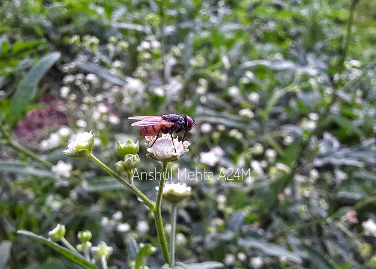 anshul24mehta's tweet photo. Mobile photography #galaxy m31 #macro settings
#shotongalaxy #galaxym31 #samsung #macrophotography #animal #unknownBug #bug #beetles #insect #rainyday #dtcorb #dhar #hometown #mobile #mobilephotography #hobbyfotografie #hobbygraphy #macro_captures_ #macroclique https://t.co/SOWHR6ffAo