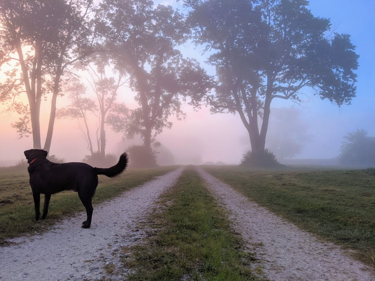 Thee_Mac_Attack's tweet photo. Mystical foggy morning here in Bargersville https://t.co/gliVVqo7UQ