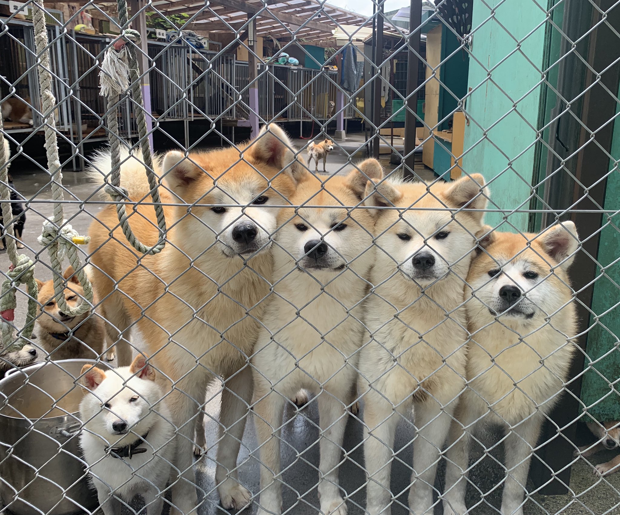 ひーちゃん たまたま大きい順に並んでた 秋田犬 秋田犬ブリーダー 豆柴 豆柴ブリーダー 子犬販売 飼い主様募集中 九州 鹿児島 薩摩日登美犬舎 T Co Ncwyuixdbf Twitter