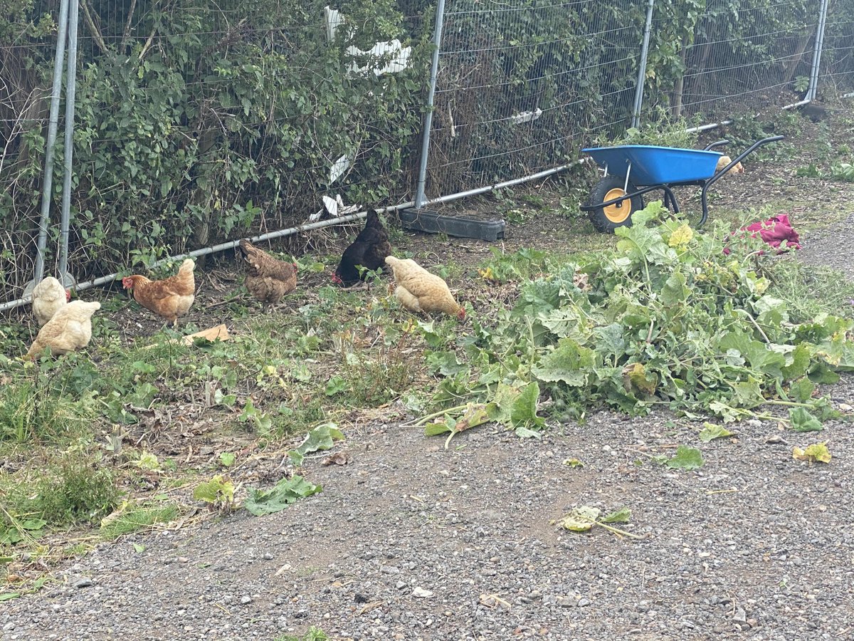 CurlysFarm's tweet photo. Thank you to Martine for clearing the way! #NoWeedsHere
Awesome job THANK YOU ππππππ
#VolunteerSuperStar https://t.co/sh2KqkZmQO
