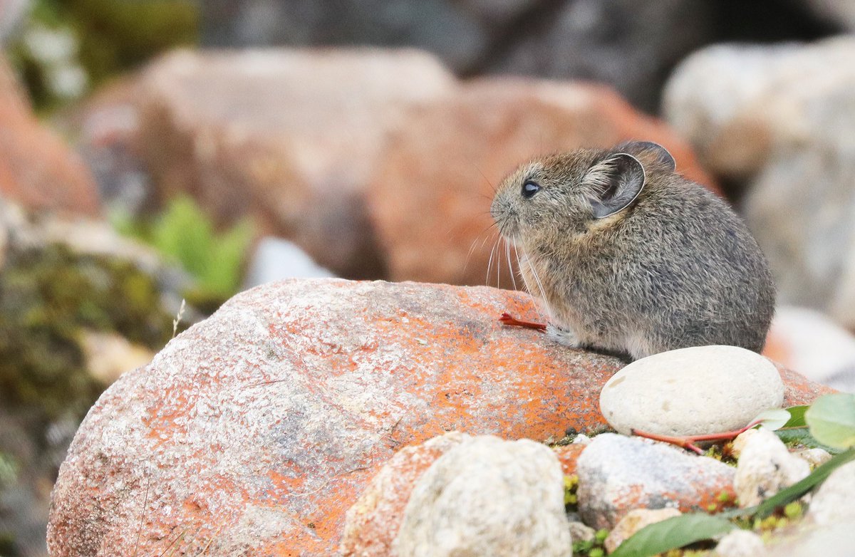 FunEcology's tweet photo. New on the blog! Pika morphology reflects life at high elevations
Anderson Feijó, a postdoctoral researcher at the Beijing’s Institute of Zoology , discusses his recent paper, his current research, as well as advice for fellow researchers:
https://t.co/Tr8lmkJjoY https://t.co/YmyrqwNXhg