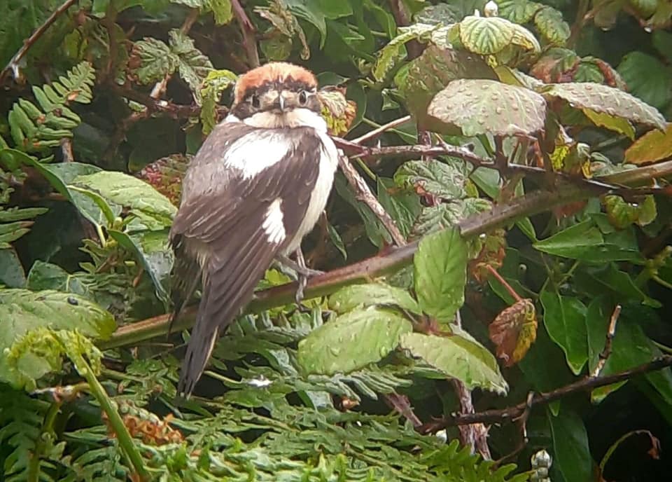 Woodchat Shrike, a tropical summer migrant from Africa. Recently spotted not far from our Donegal nature reserve. Breeds in wooded open areas but scarcely found this far north, usually clinging to the Iberian peninsula and the Mediterranean.
Photo courtesy of Robert Vaughan.