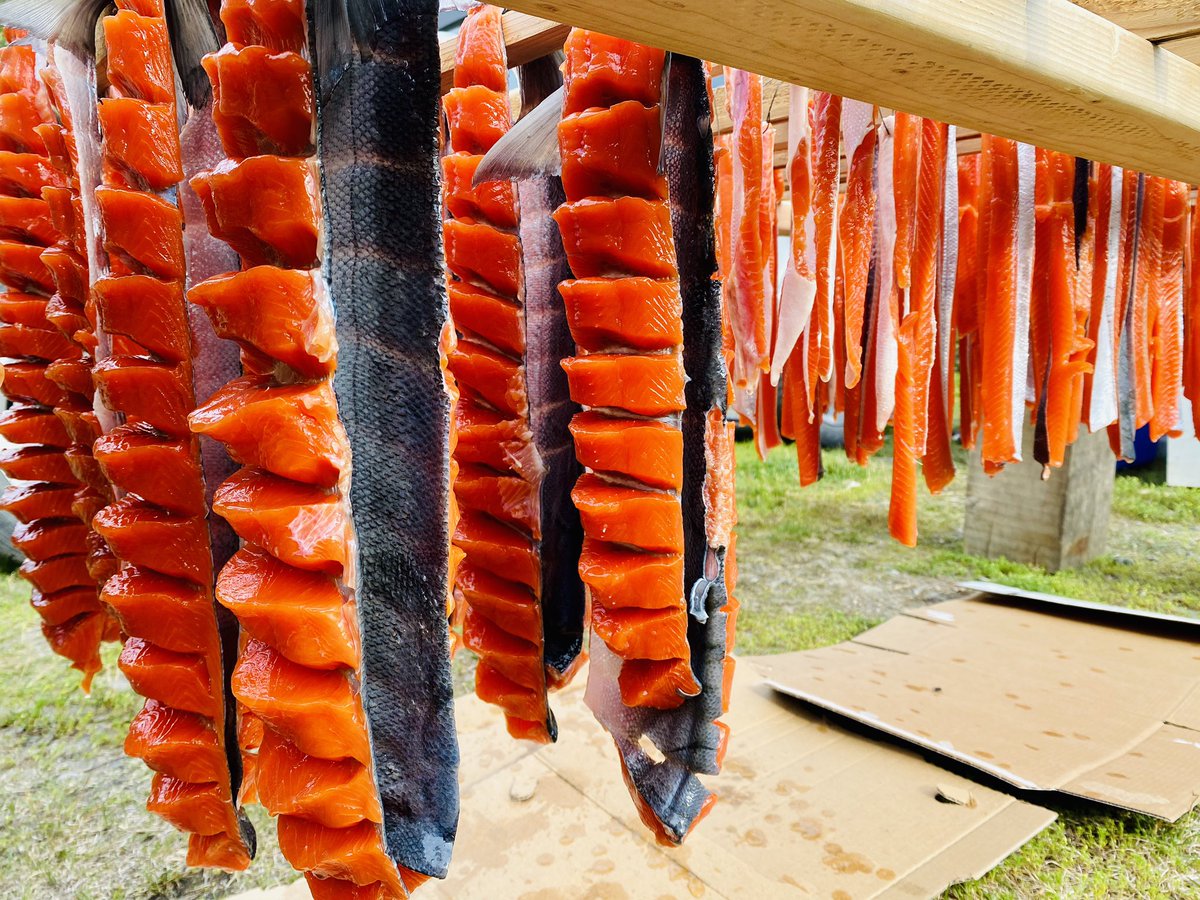 ejrdavid's tweet photo. The process continues. #FishCamp #Alaskero #Athabascan #FishStrips https://t.co/gVqtBTeUaM