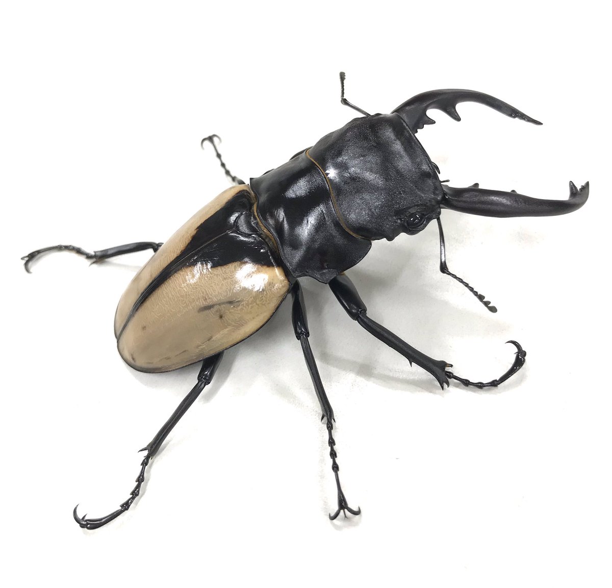 新着生体】 ブルマイスターツヤクワガタ飼育品10ペア入荷しました