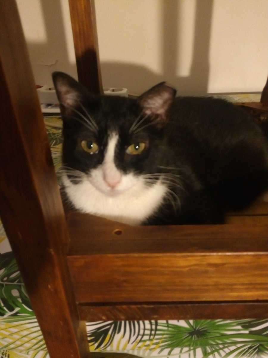 danaluna547's tweet photo. @RobinBoyer17 @catsfootprint @lindahagan46 Ciao Lucy, sono il tuo Romeo, voglio giocare anch'io 😻😻 https://t.co/j73tWx6Zwi