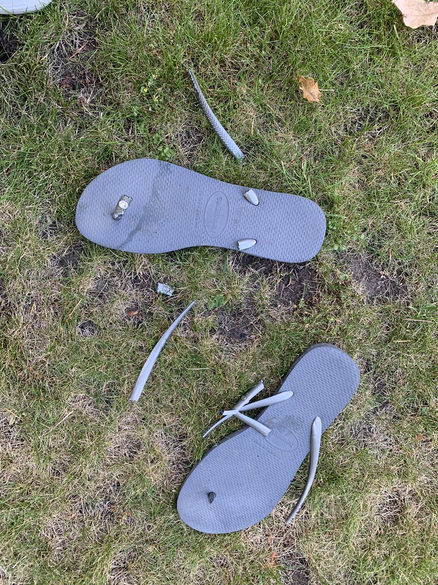 LorraineJourno's tweet photo. When you accidentally leave your FAVOURITE @HavaianasEurope with the crystals on them outside all night and a hungry fox finds them. #shoeless #fashionflop #silver #havaianas #fox #recyclegoals https://t.co/Pyie7AfZAI