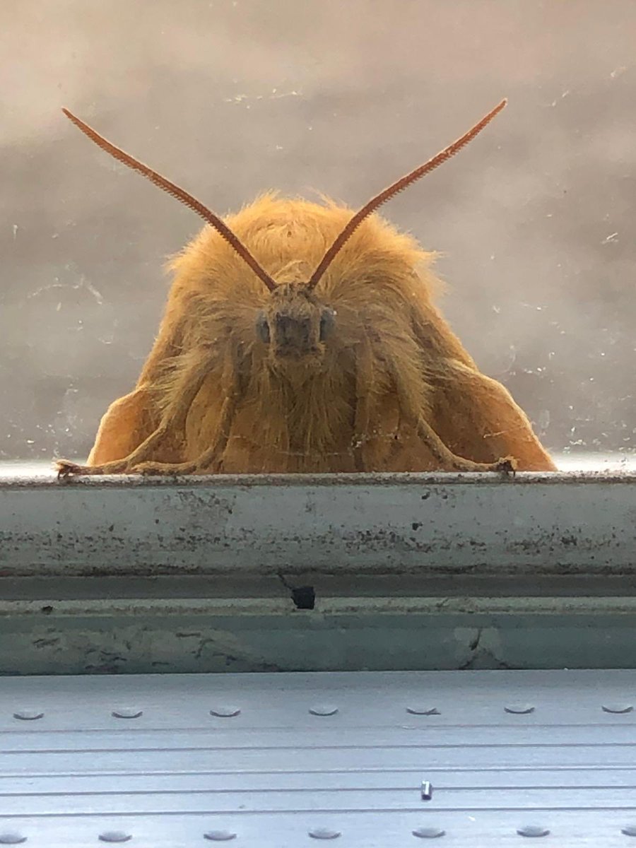 natarrlie's tweet photo. @ChrisGPackham hi Chris - can you help! My mum has this moth at her window and can’t find anything similar online!? Would love to know about it! Thanks! Natalie https://t.co/8qx8lXzX2z