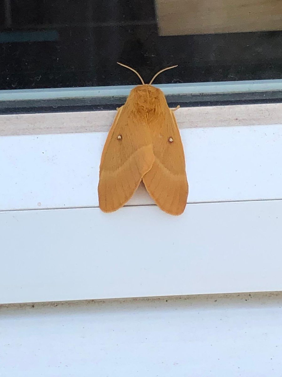 natarrlie's tweet photo. @ChrisGPackham hi Chris - can you help! My mum has this moth at her window and can’t find anything similar online!? Would love to know about it! Thanks! Natalie https://t.co/8qx8lXzX2z
