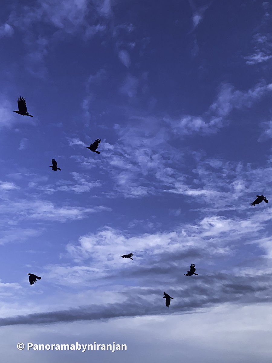 niranjank1213's tweet photo. Fly High. 
.
.
.
Camera: @Apple iphonexs
Edit : @snapseededitors @Lightroom 
.
.
.
.
#ShotOniPhone #MotionPhoto #Trending #photography #PhotoOfTheDay #followforfollow #snapseed #lightroom #indianphotography #increadibleindia #panoramabyniranjan #Contest #tweetoftheday #NewShot https://t.co/ConL1Af42T