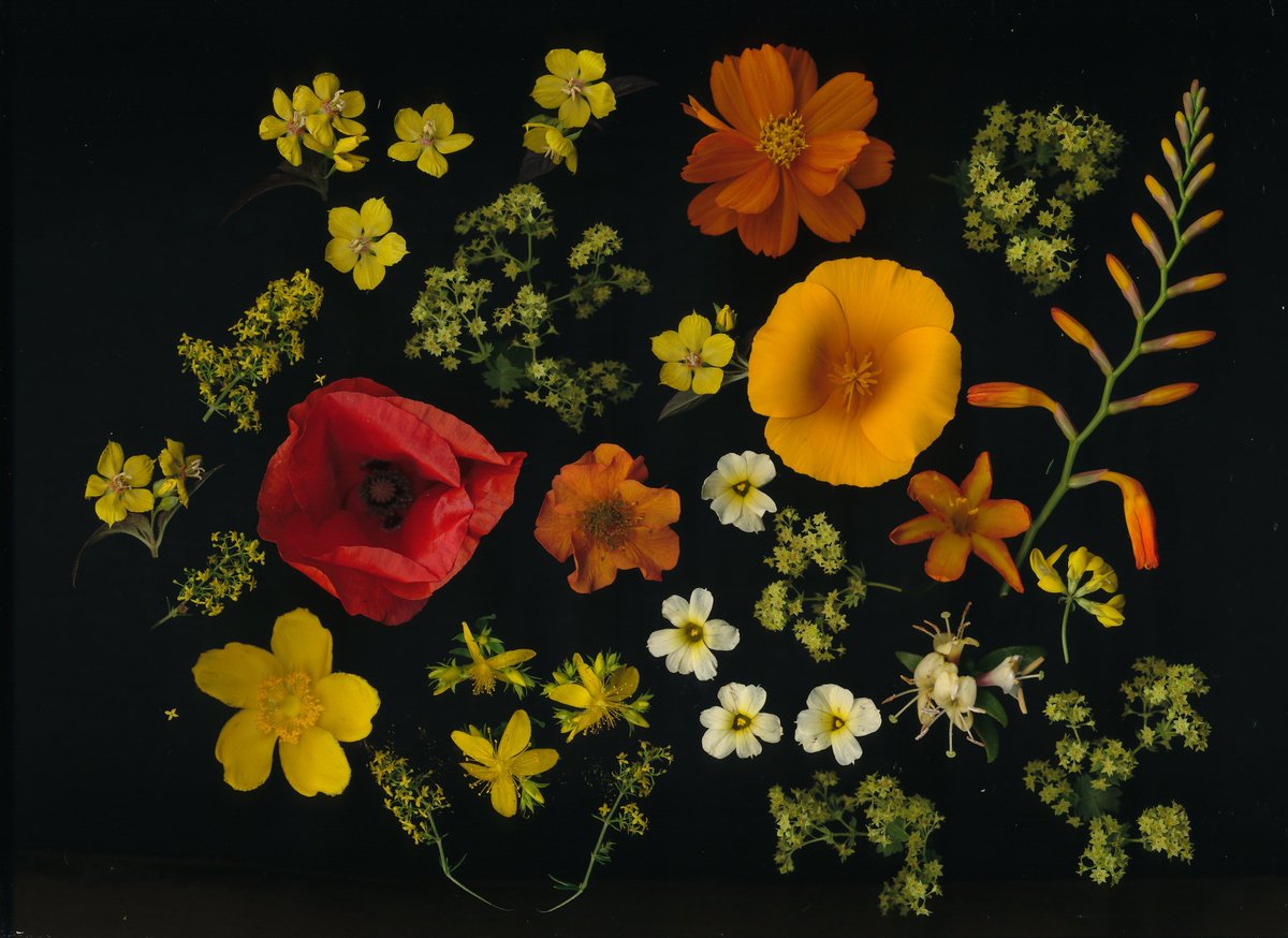 Kate Gold tweet media