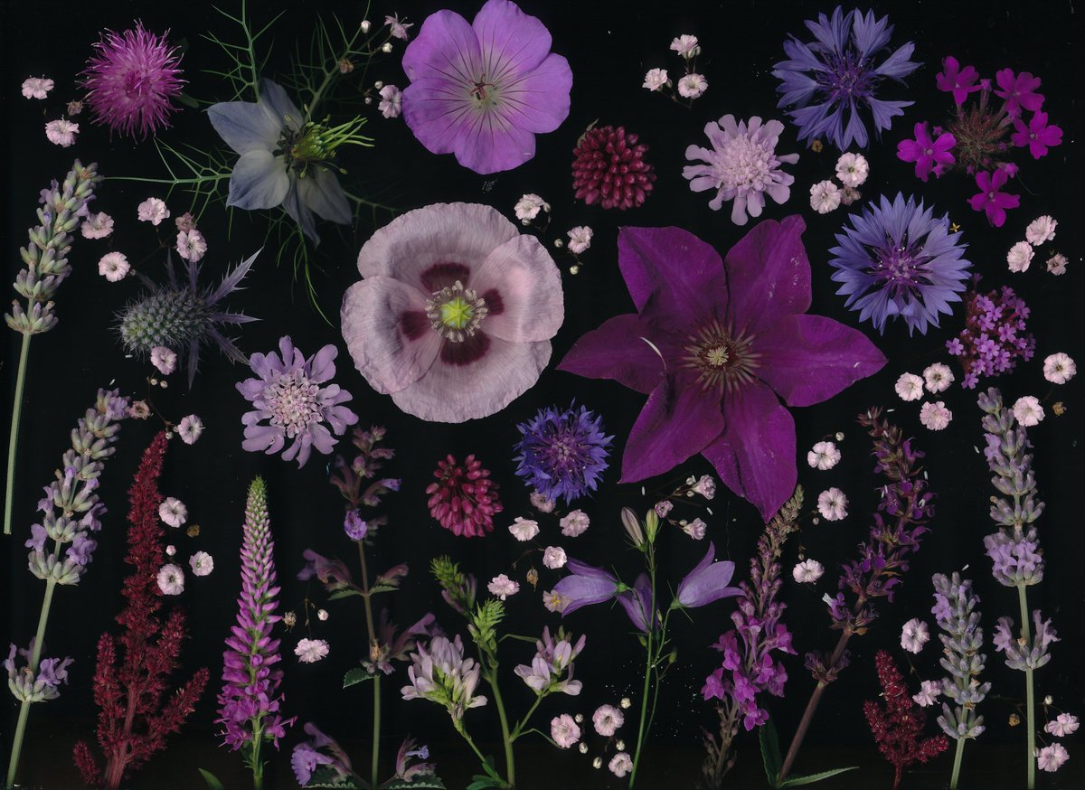 Kate Gold tweet media