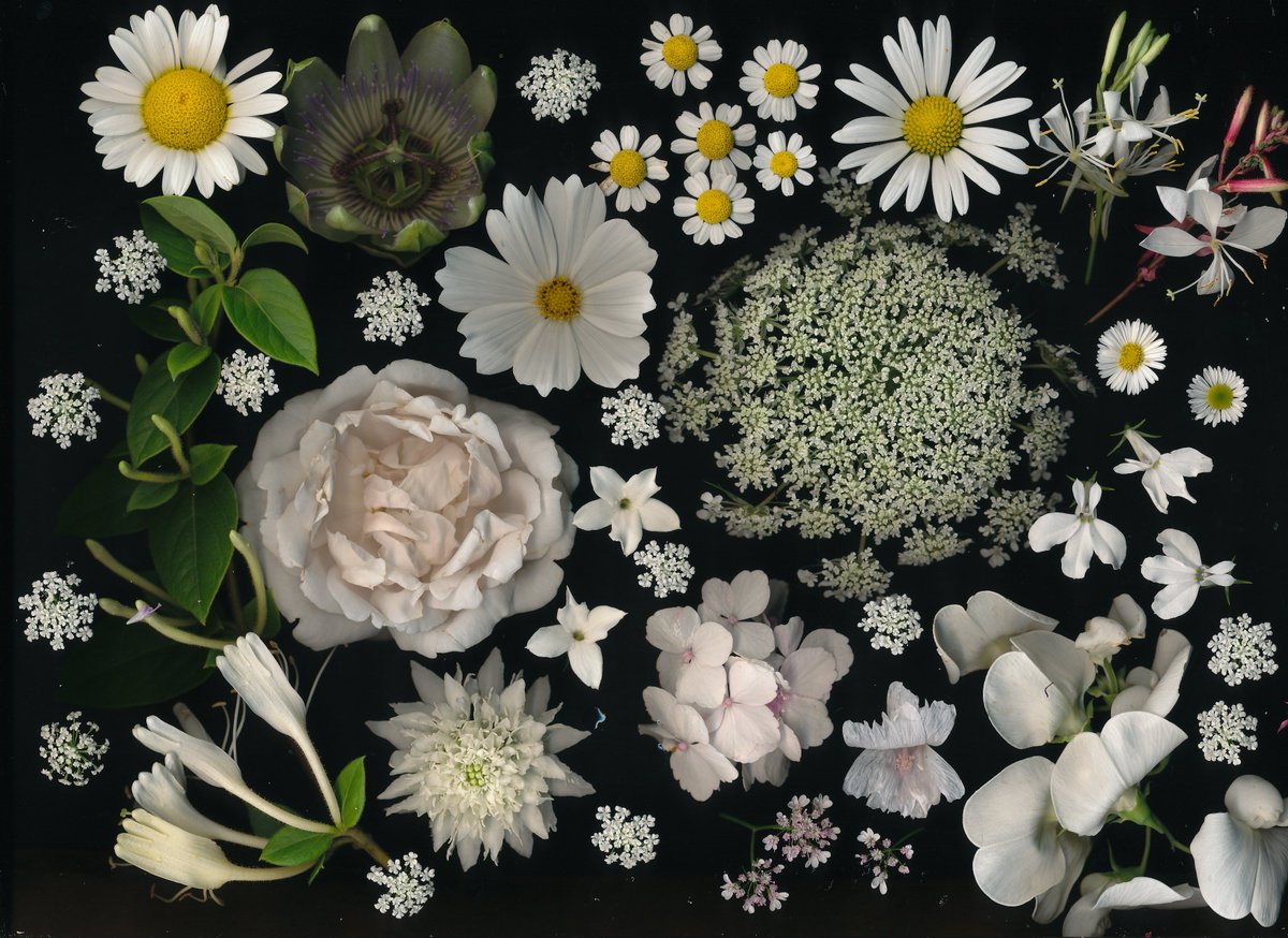 Kate Gold tweet media