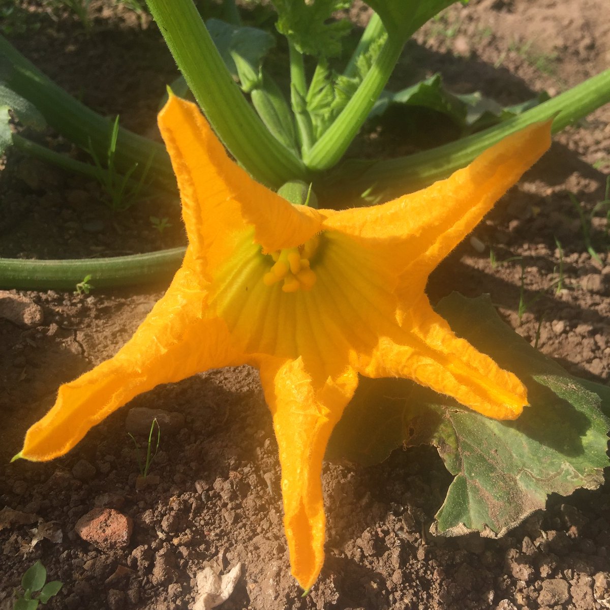 Morning Flower #LittleGarden