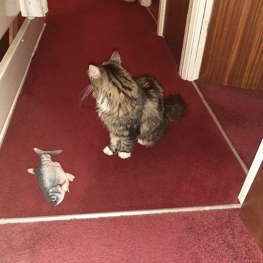 PickyVitie's tweet photo. Been looking forward to my Fish Fight Friday all week. Alas, after a brief struggle, the fish won. I am now sulking with both the fish and my mommy for allowing it to happen. #CatsOfTwitter #CatsOnTwitter #FishFightFriday #Sulking https://t.co/wswq0LhEjj