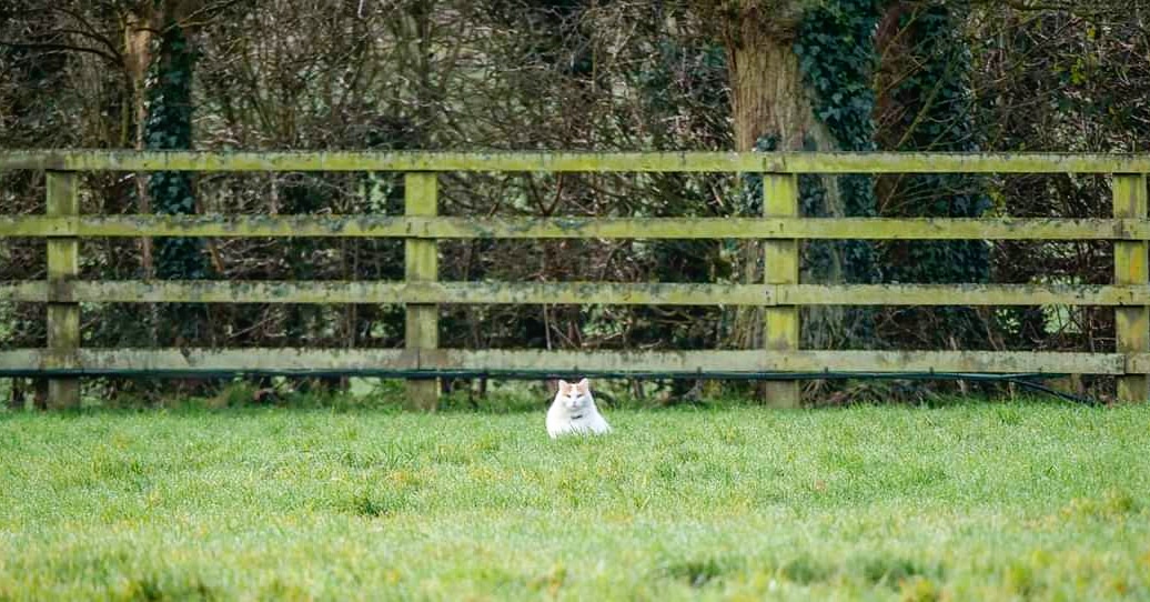 WatershipStud's tweet photo. An early riser keeping a close eye on proceedings 🧐 #FelineSecurity https://t.co/AFY0X6hKbv
