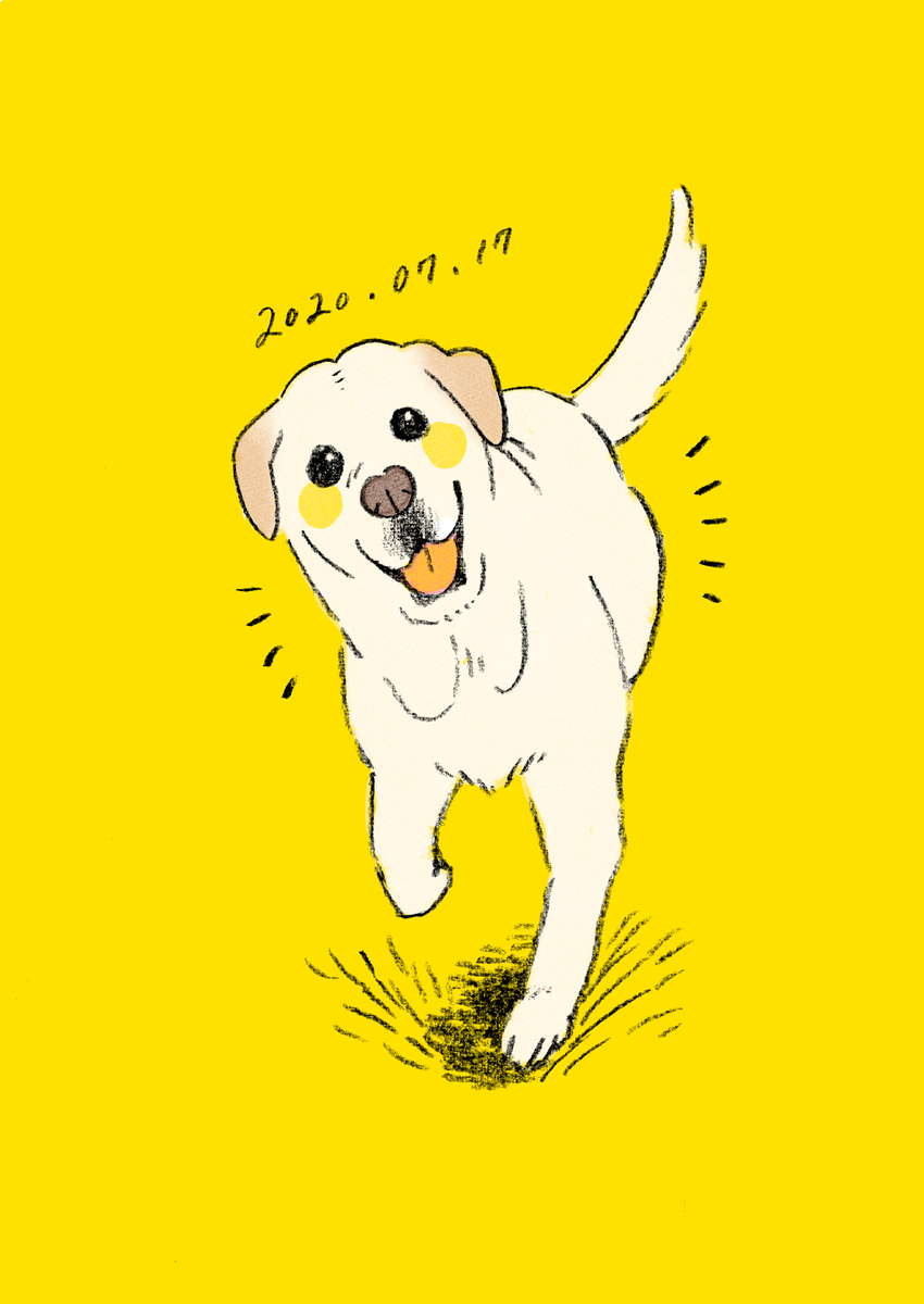 no humans dog yellow background animal focus tongue simple background tongue out  illustration images