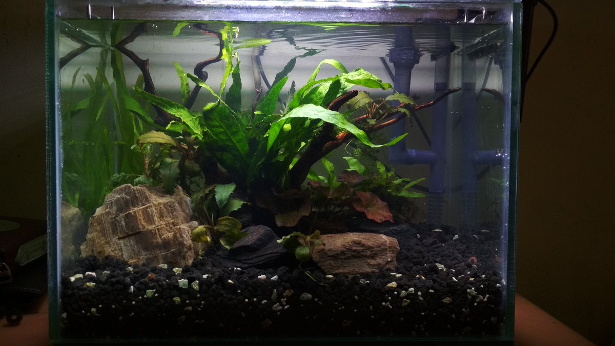 AgustNurfa's tweet photo. Yup done. Lotech tank

#aquascape #lowtechtank #greenaqua https://t.co/7zRSK37O9z