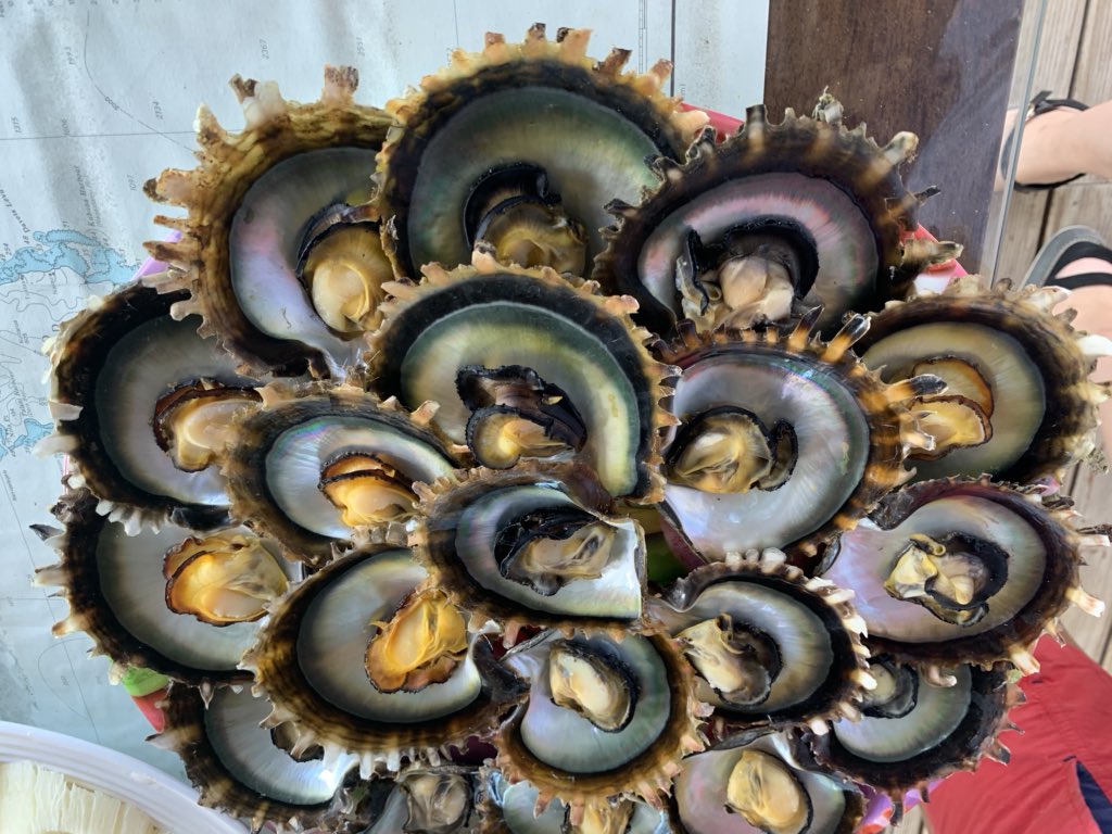 sujiseam's tweet photo. My favorite food in Savusavu: Fijian scallops or oysters. Arenβt they gorgeous?
And the big picture is to develop community farming in #MarineProtectedAreas for this sentinel species, which is a good indicator of pollution. https://t.co/Kiw9WpWqXK
