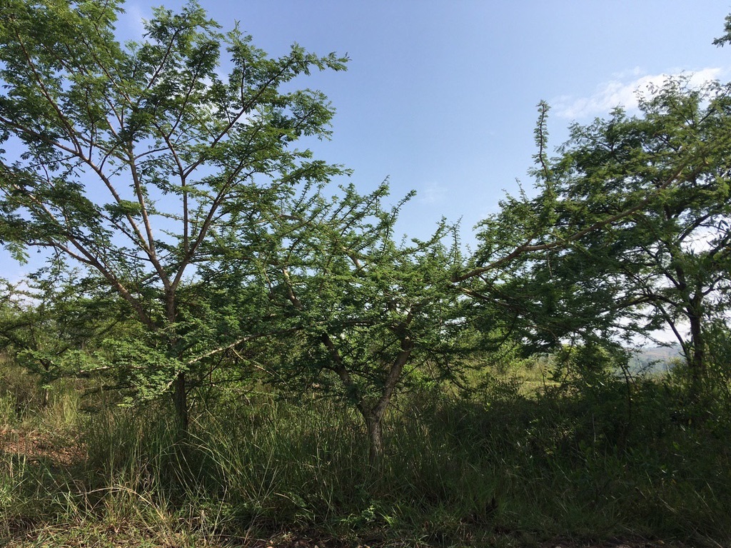 Pictures from our partners in Ethiopia 📸😍 Round ditches are dug into the soil so that #rainfall is retained, forming ponds next to which we plant your trees. Now your trees have easy access to fresh #water through their roots, which will help them grow strong and tall ✨🌳