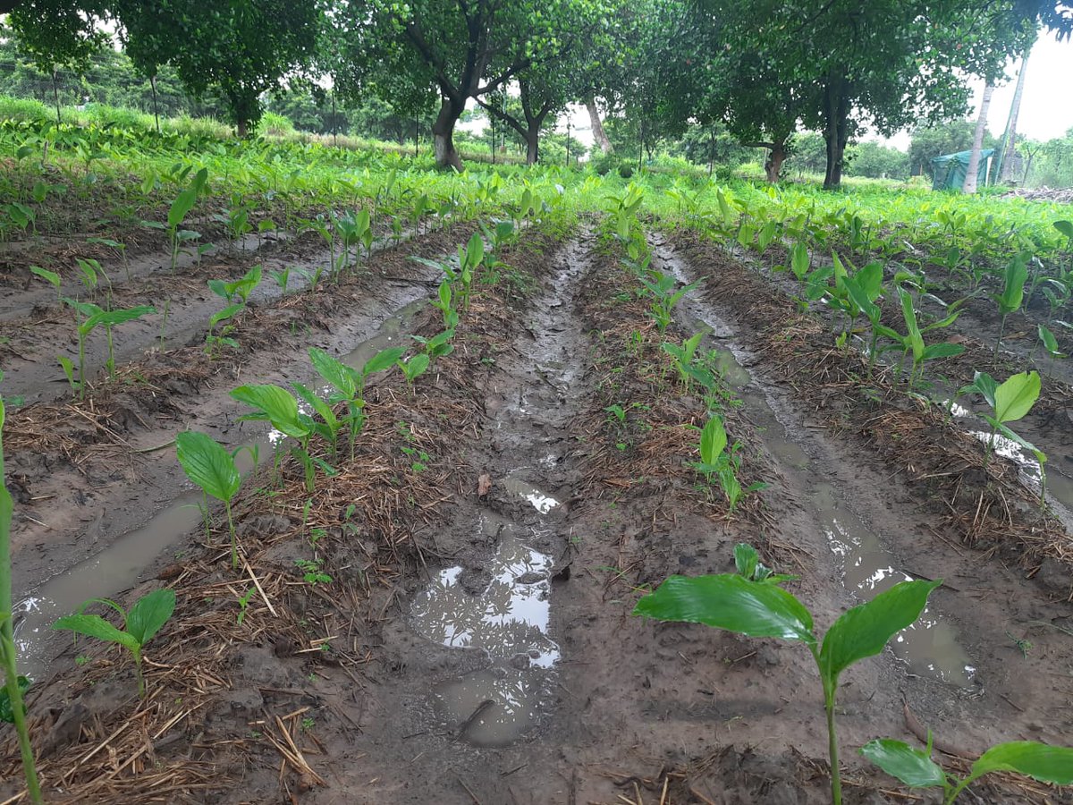 HorticultureCG's tweet photo. Seed Production Program of Turmeric in Mango orchard with #NaturalMulching taken in Bana farm, Raipur, CG. @ApcChhattisgarh @GMgeetha97 @DirectorHortiCG @CG36Agriculture https://t.co/nURF7tLp10