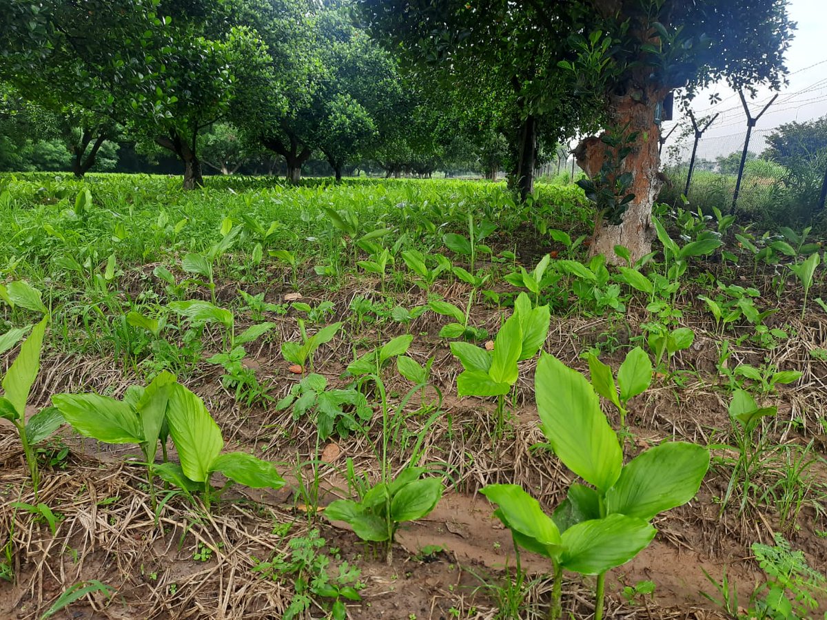 HorticultureCG's tweet photo. Seed Production Program of Turmeric in Mango orchard with #NaturalMulching taken in Bana farm, Raipur, CG. @ApcChhattisgarh @GMgeetha97 @DirectorHortiCG @CG36Agriculture https://t.co/nURF7tLp10