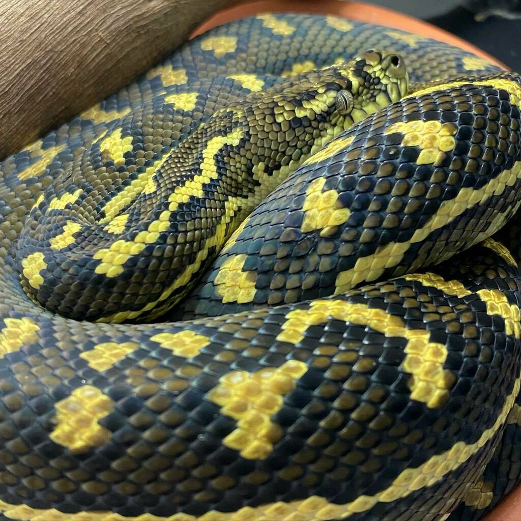 bushbark's tweet photo. Happy #worldsnakeday to all those that rescue and rehabilitate our wild scaley noodles #rrqi #rescue #reptile #carpetpython https://t.co/6WodH9gGk2 https://t.co/ft6UJT1g3C