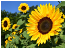 MWISClass9's tweet photo. To everyone @MWISClass8 @MWISClass9 @MWISClass10 I hope that you have a lovely summer. Good luck in year 3!
Make sure you stand tall and shine brightly like a sunflower.
Goodbye...I will miss you! Mrs Cowan x https://t.co/YQAjhusHMg