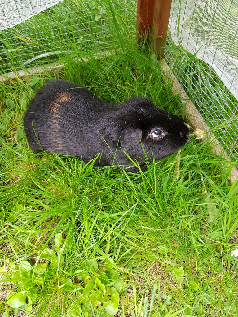 fluffatrons's tweet photo. Yum yum, fresh grass #guineapig https://t.co/OeT5E0KZUt